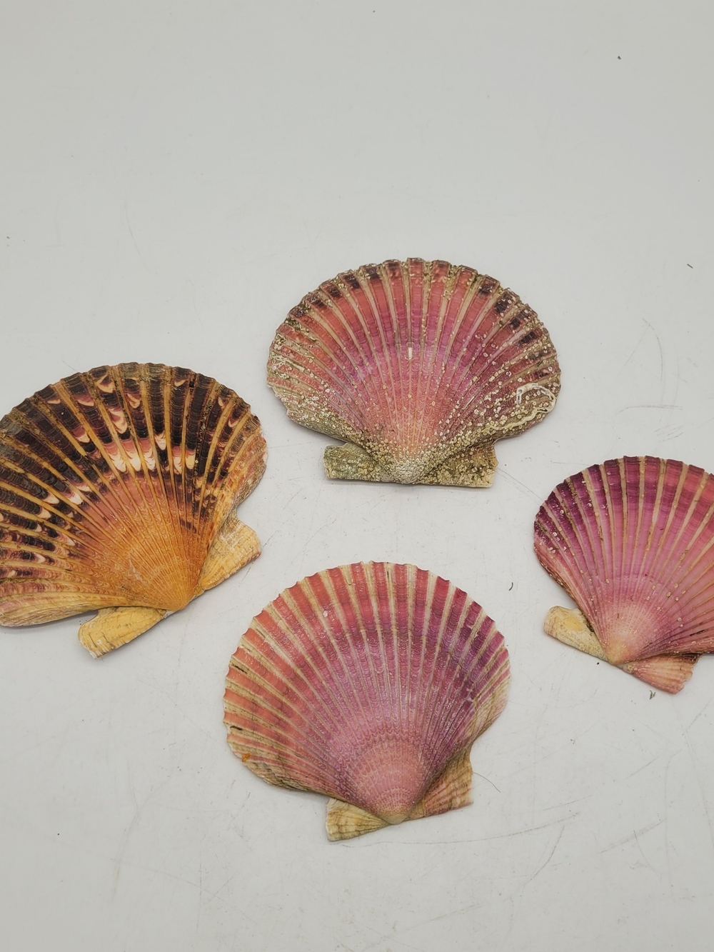 Orange Pink Brown Lion Paw Scallop Nautical Beach Craft Sea Shell. Med - LG ~ 5"